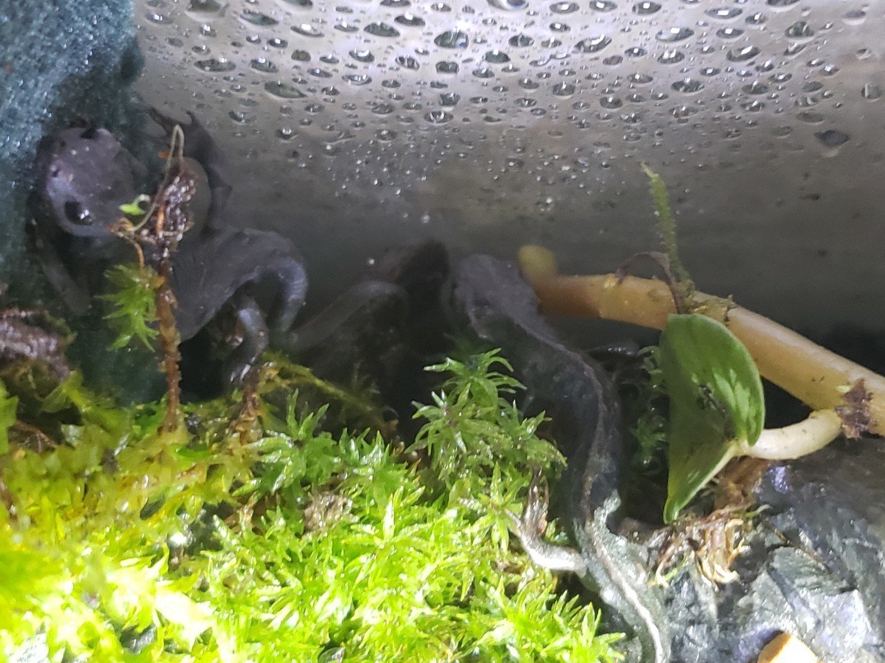 アクアテラリウム第3段☆ ミニ苔水槽を作った。[雑記]｜こゆるぎさん