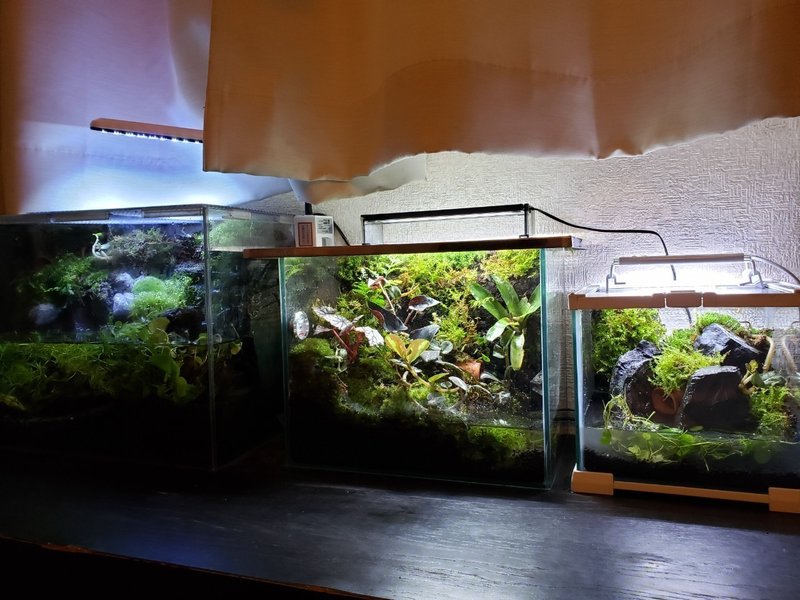 アクアテラリウム第3段 ミニ苔水槽を作った 雑記 こゆるぎさん Note