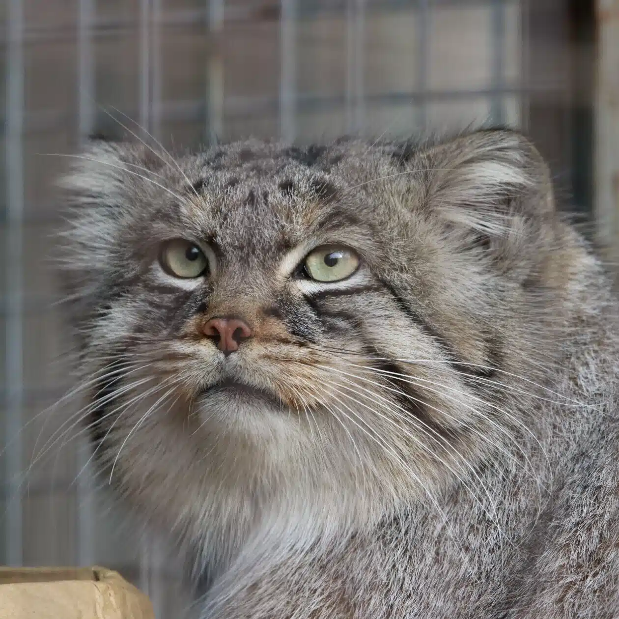 王子動物園のボブキャット、ソラちゃん｜zooandaqua