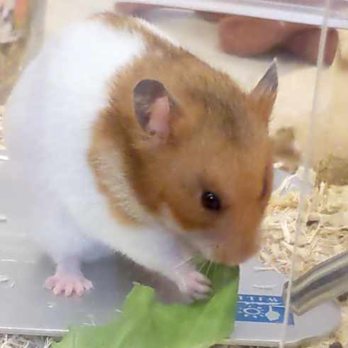 一人で生きるハムスター