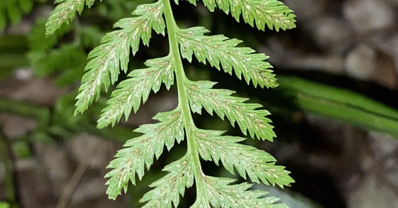 シダ植物｜わらび