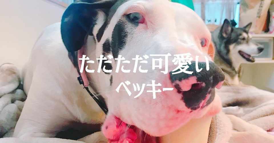 ベッキー ただただ可愛い しろいくま子 獣医 Powered By