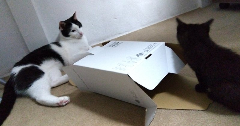 【ねこばなし】ハチワレと義妹猫