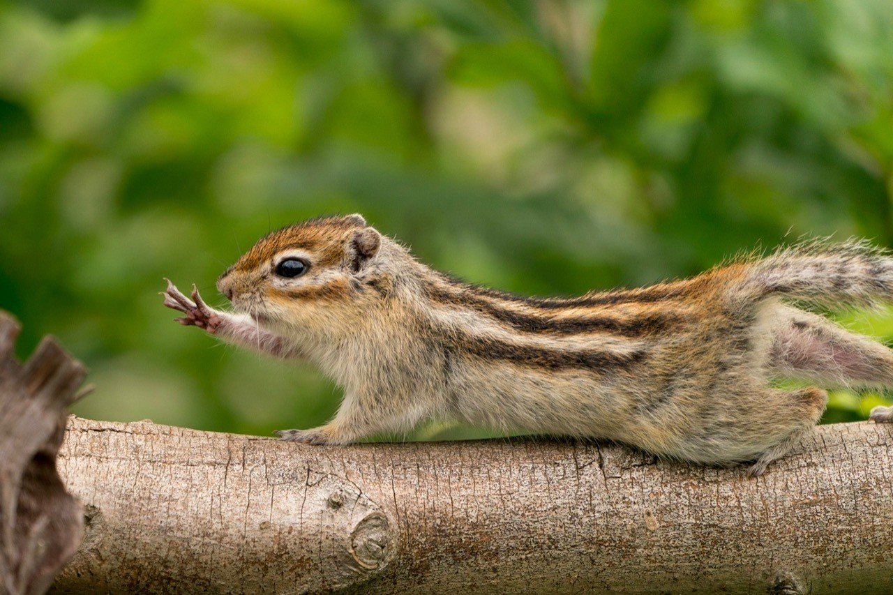 埼玉リスの家が 動物写真の入門にかなり良い 深津 貴之 Fladdict Note 埼玉リスの家が 動物写真の入門にかなり良い 深津 貴之 Fladdict Note