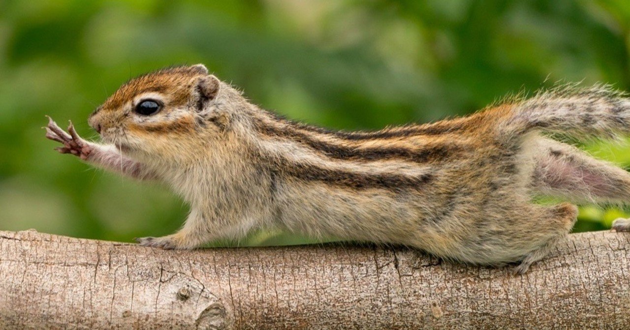 埼玉リスの家が 動物写真の入門にかなり良い 深津 貴之 Fladdict Note 埼玉リスの家が 動物写真の入門にかなり良い 深津 貴之 Fladdict Note