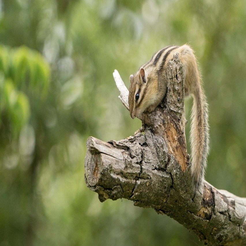 埼玉リスの家が 動物写真の入門にかなり良い 深津 貴之 Fladdict Note