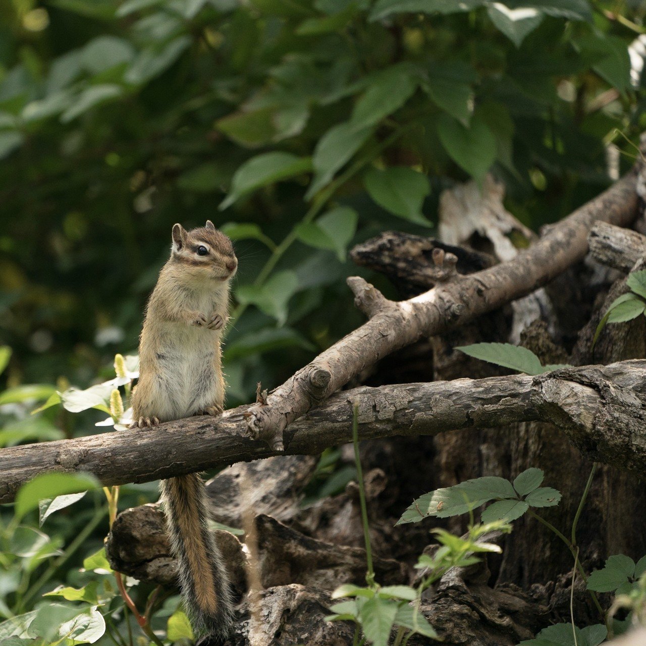 埼玉リスの家が 動物写真の入門にかなり良い 深津 貴之 Fladdict Note