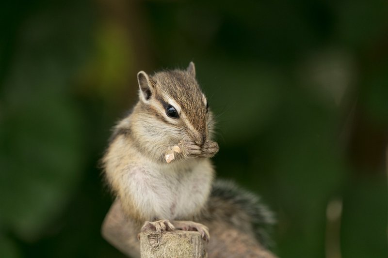 埼玉リスの家が 動物写真の入門にかなり良い 深津 貴之 Fladdict Note 埼玉リスの家が 動物写真の入門にかなり良い 深津 貴之 Fladdict Note