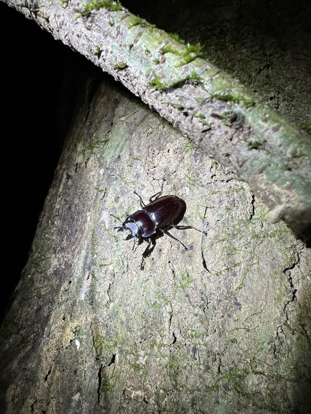 2023年ヤエヤママルバネクワガタ採集記〜前編〜｜Timmy