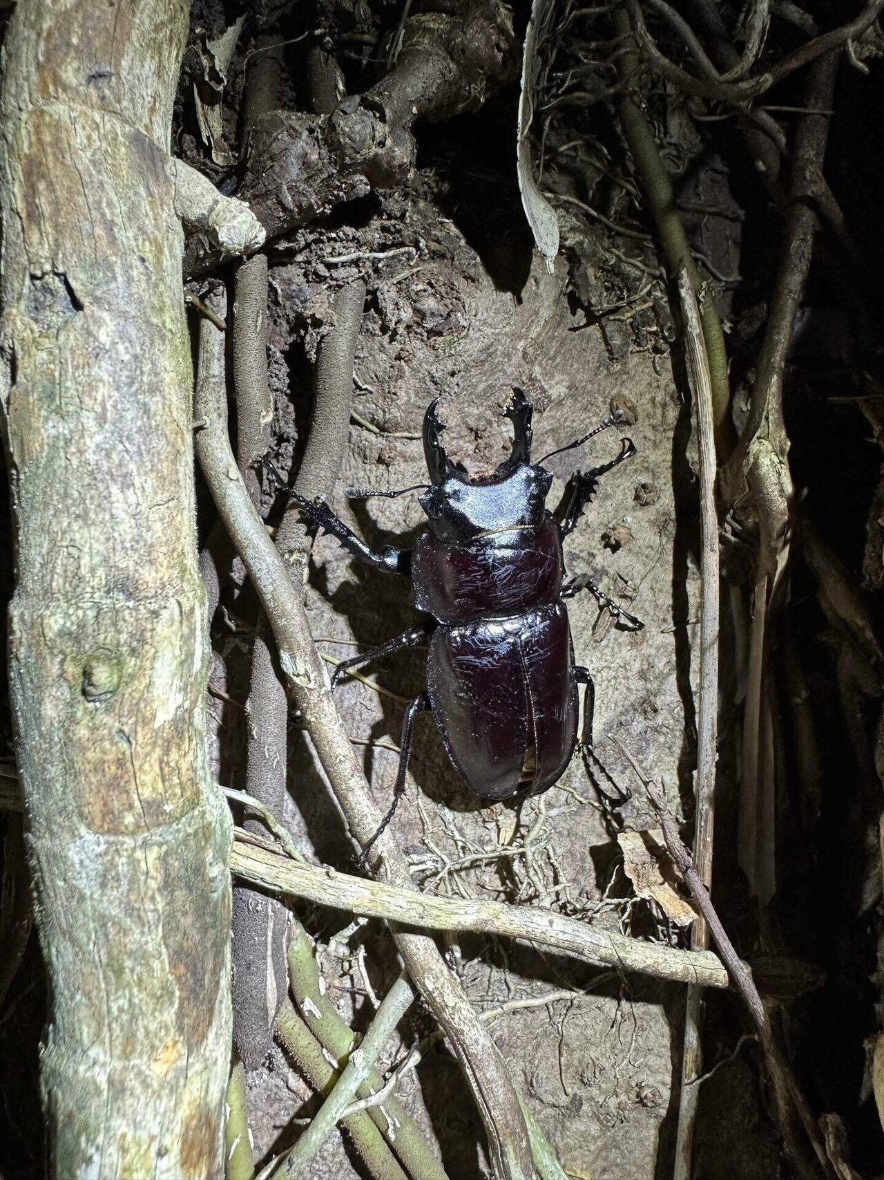 2023年ヤエヤママルバネクワガタ採集記〜前編〜｜Timmy