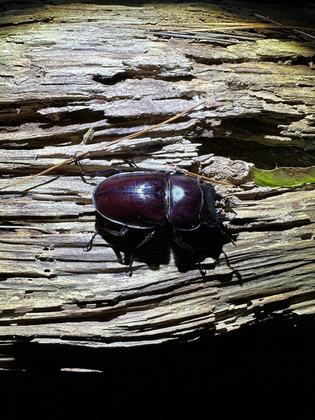 2023年ヤエヤママルバネクワガタ採集記〜前編〜｜Timmy