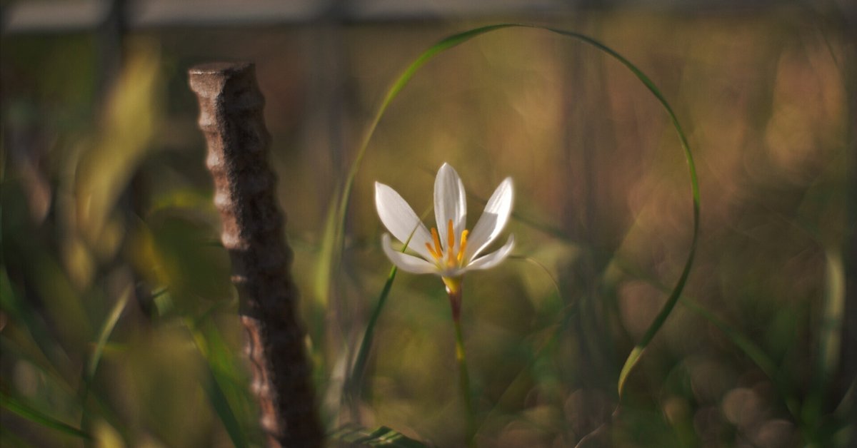 Carl Zeiss Planar T* 50mm F1.4 ZE + SIGMA fp L|TAI-Q'n Carl Zeiss Planar T* 50mm F1.4 ZE + SIGMA fp L|TAI-Q'n