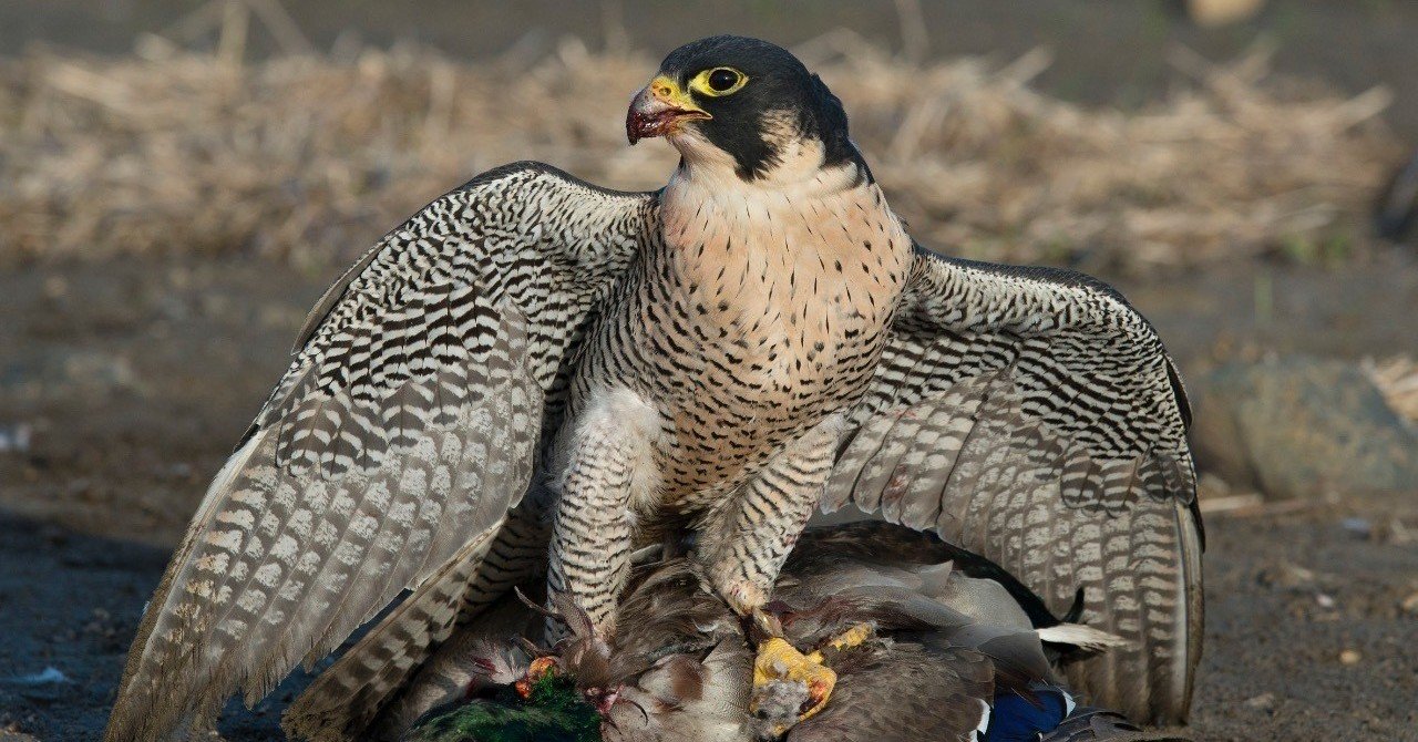 ハヤブサ（猛禽類）の調教でやってはいけないワースト9｜KT