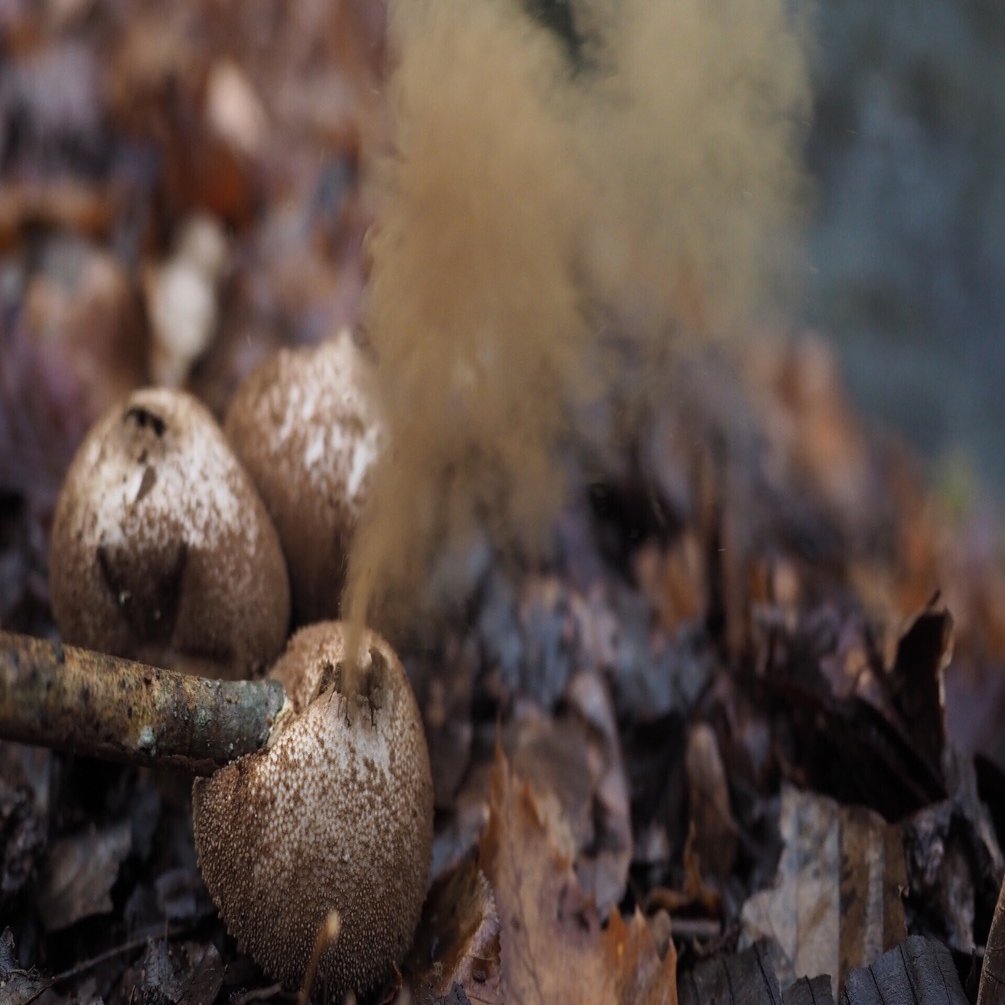 煙吹くキノコ【奥入瀬 23/11/20】｜奥入瀬日和@星野リゾート