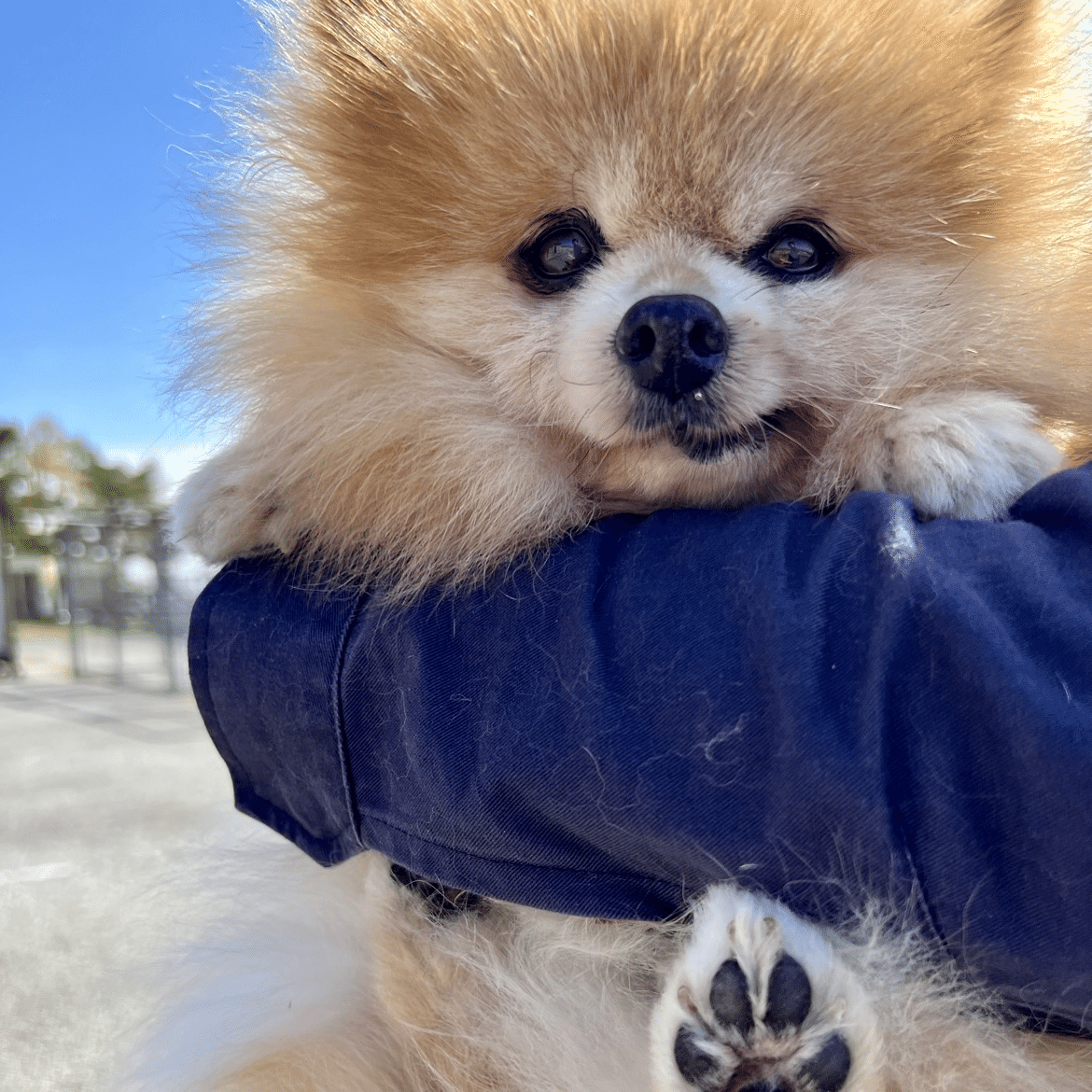 訃報:ポメラニアンのキャラが亡くなりました｜那須どうぶつ王国公式