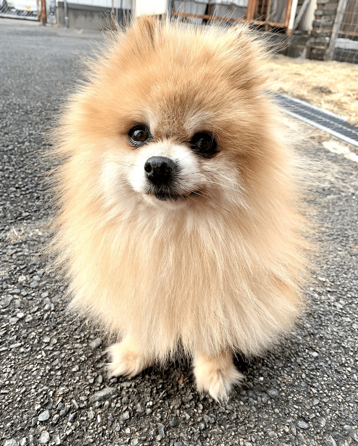 訃報:ポメラニアンのキャラが亡くなりました｜那須どうぶつ王国公式