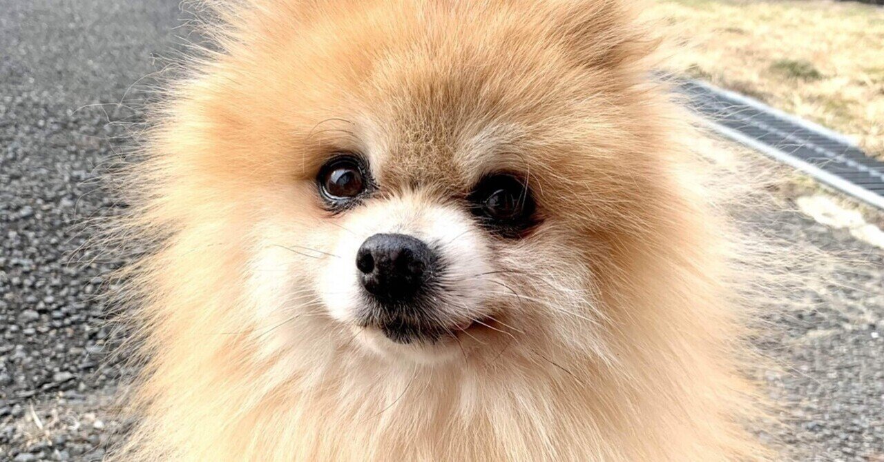 訃報:ポメラニアンのキャラが亡くなりました｜那須どうぶつ王国公式