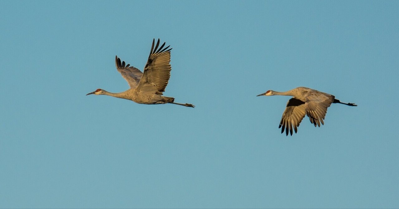 シカゴでバードウォッチング！】Sandhill Crane｜ローリー