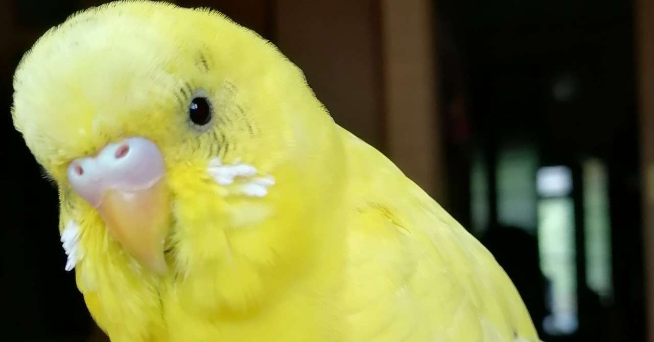 迷インコ ケノユメ Note