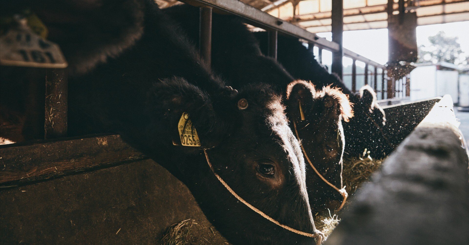 赤牛様　確認用　10/8 赤牛様 確認用 10/8 赤牛様 確認用 10/8 赤牛