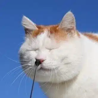マルチフラット思考部