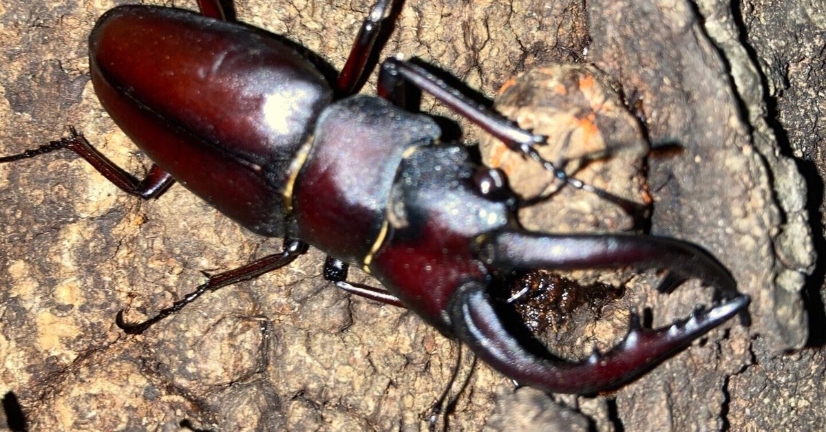 特大ヤクシマノコギリクワガタ（野外採集品） 特大ヤクシマノコギリクワガタ（野外採集品）