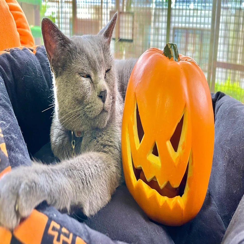 先月のいぬねこたち🎃｜那須どうぶつ王国公式note