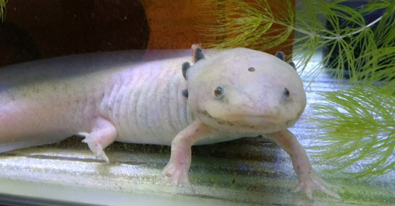 ウーパールーパー　シェルター 楽天市場】ウーパールーパー シェルターの通販