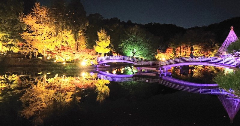 薬師池公園   ライトアップ始まる✨✨✨幻想的な景色に癒された。