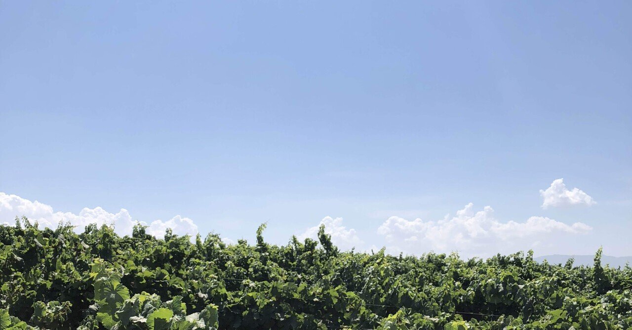 How can we get a Christmas tree? Nov. 22, 2023.｜toki。