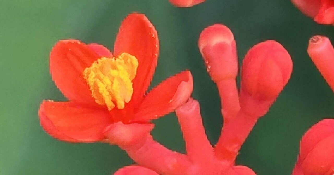 JATROPHA PODAGRICA｜EGGSEED