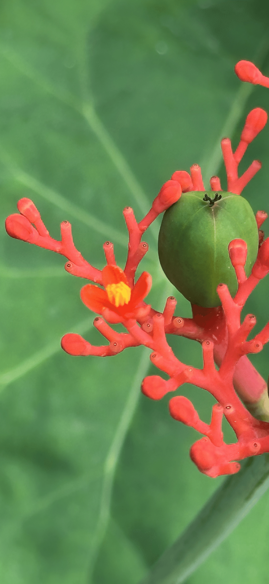 ヤトロファ　ポダグリカ ヤトロファ：ポダグリカ珊瑚油桐（さんごあぶらぎり）黄花 5号