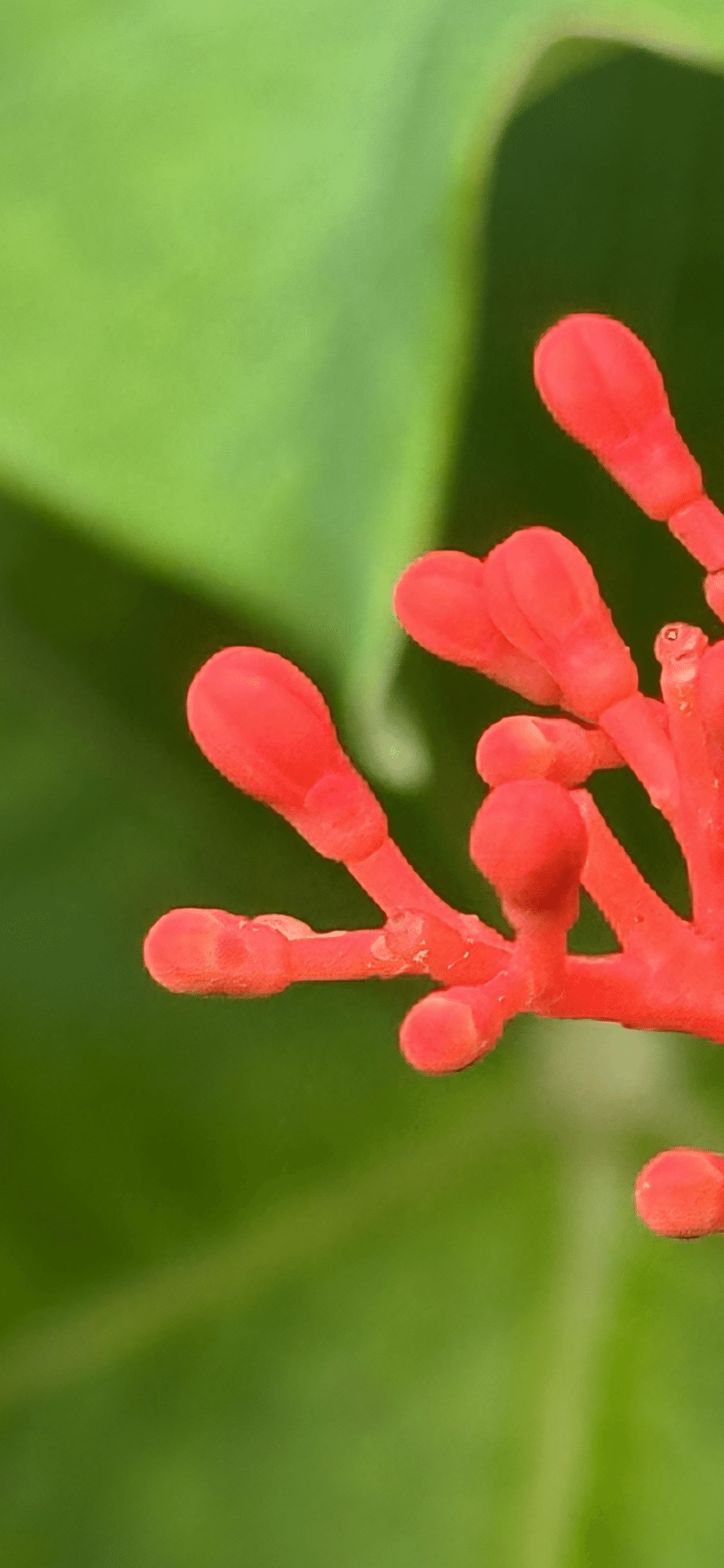 JATROPHA PODAGRICA｜EGGSEED