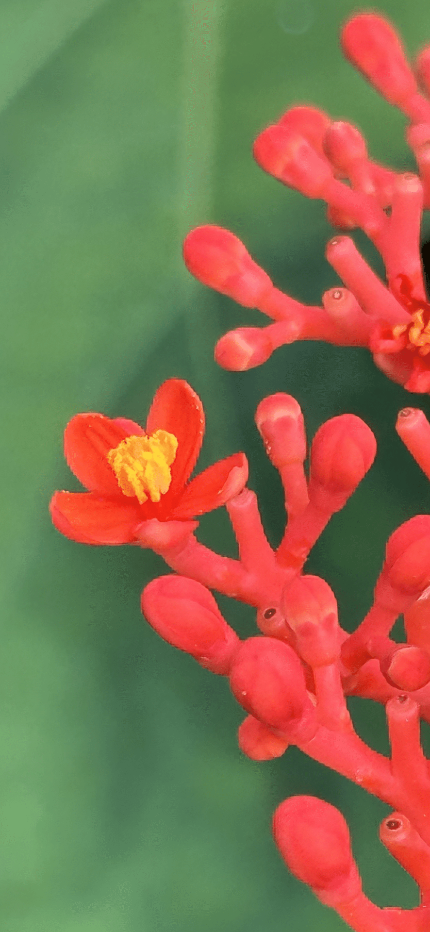 ヤトロファ　ポダグリカ isla del pescado - Jatropha podagrica-サンゴ油桐