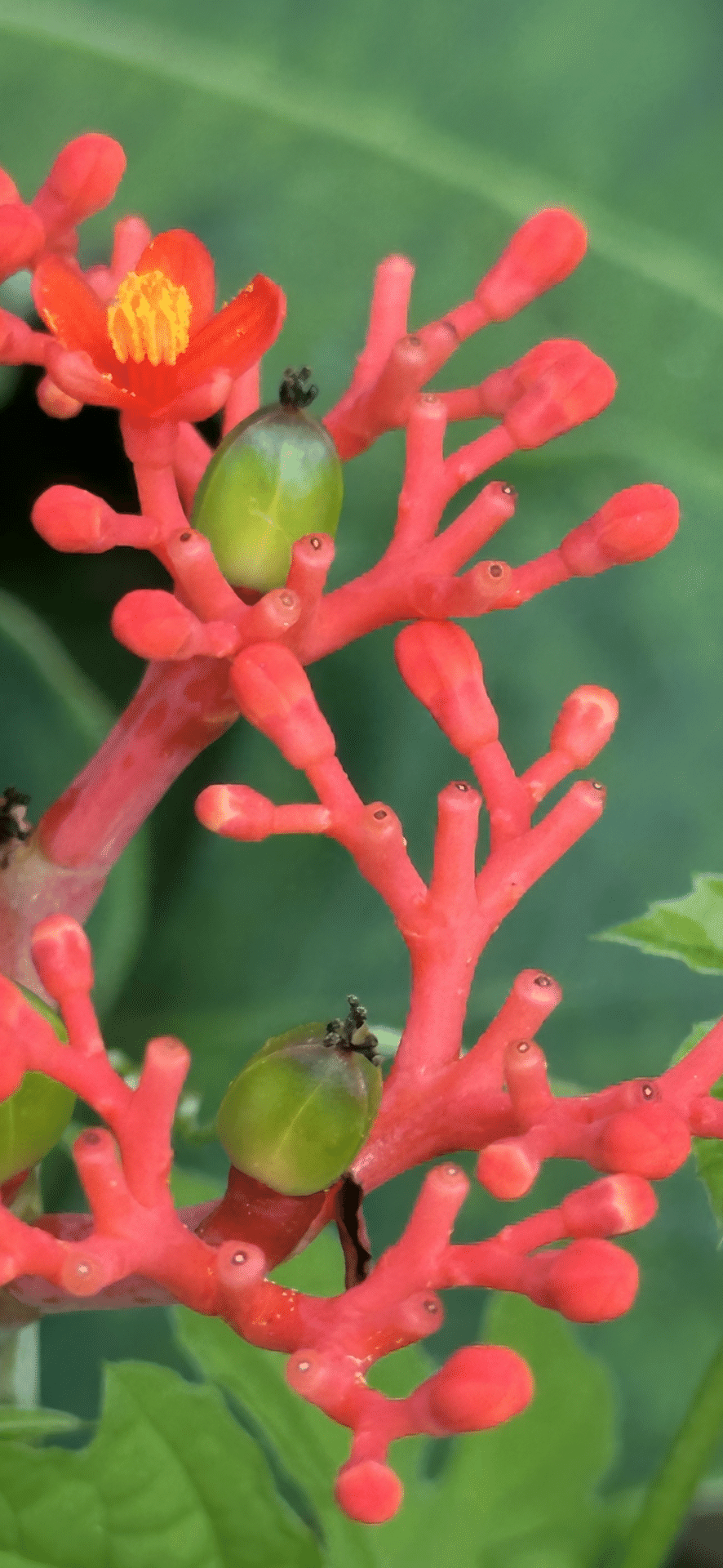 JATROPHA PODAGRICA｜EGGSEED