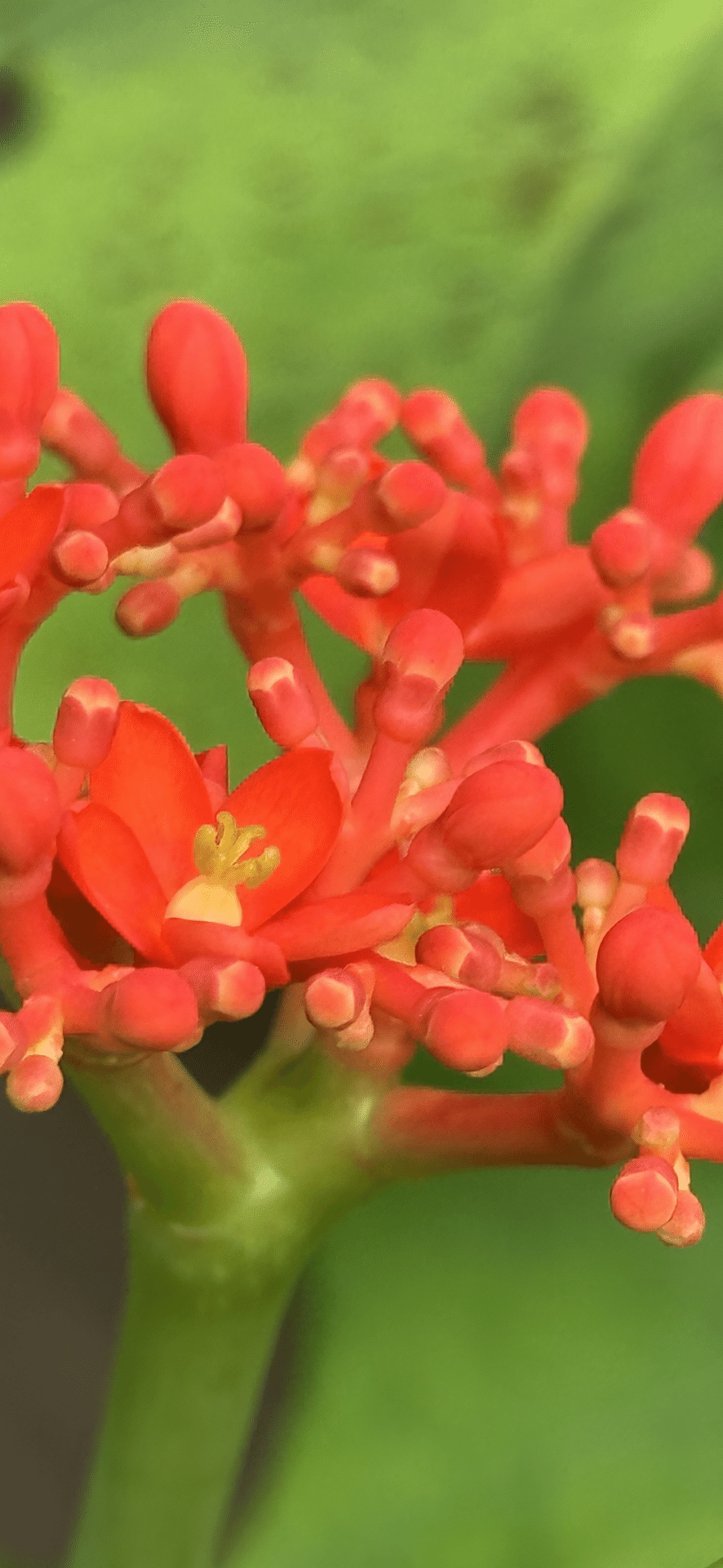 JATROPHA PODAGRICA｜EGGSEED