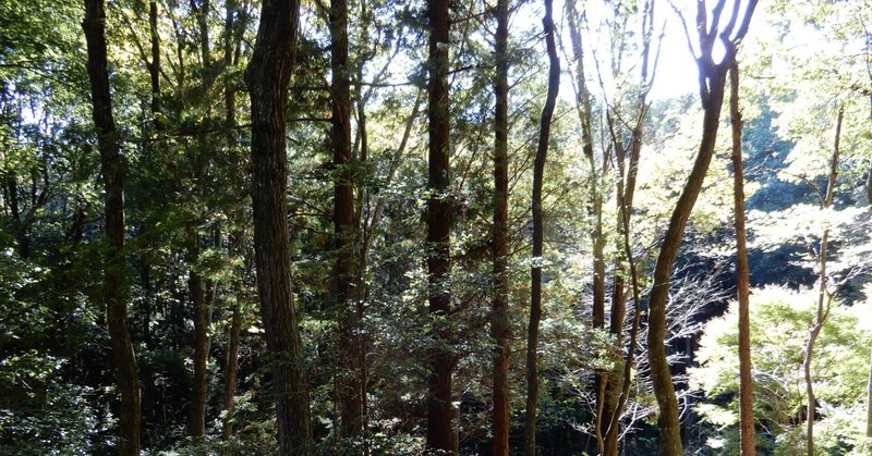 茨城県石岡市の環境学習プログラムに参加しました（森林視察と柿の紹介）