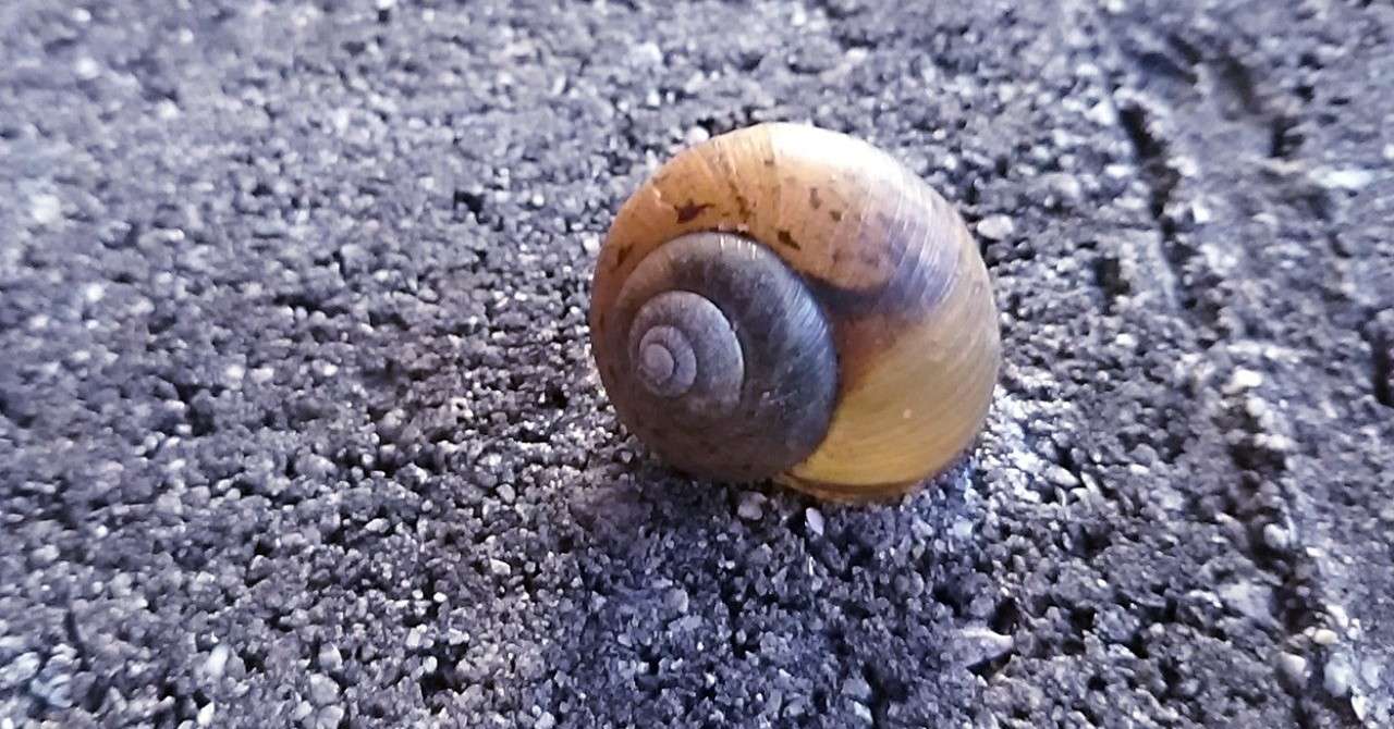 カタツムリ