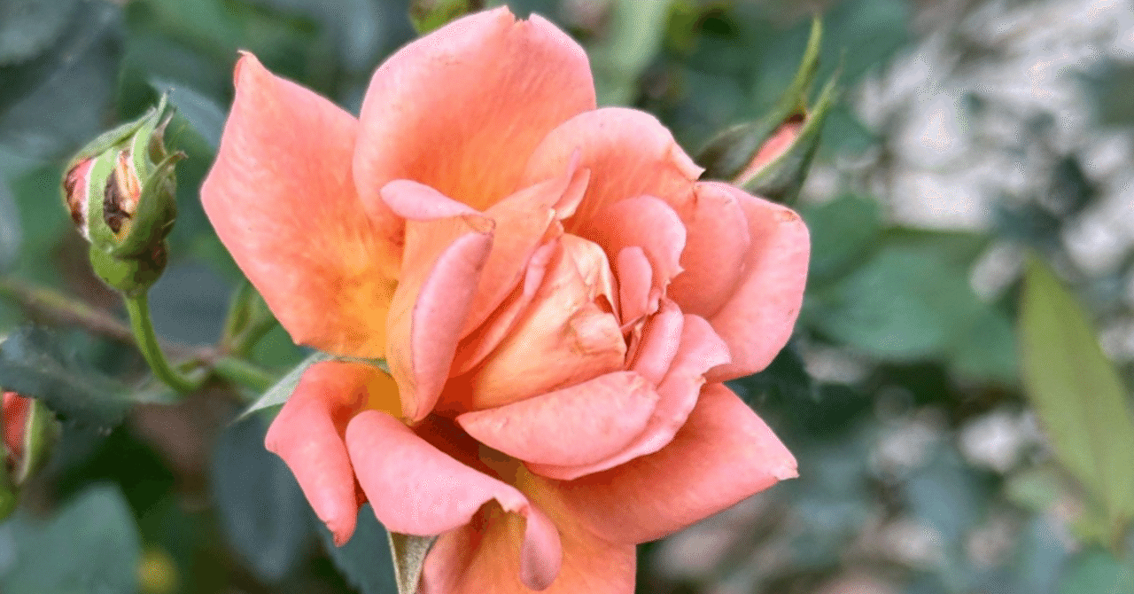 真冬に咲くバラ 大バラ・クードゥークール冬の3番花が咲き始めました🌹 と、冬の寄せ