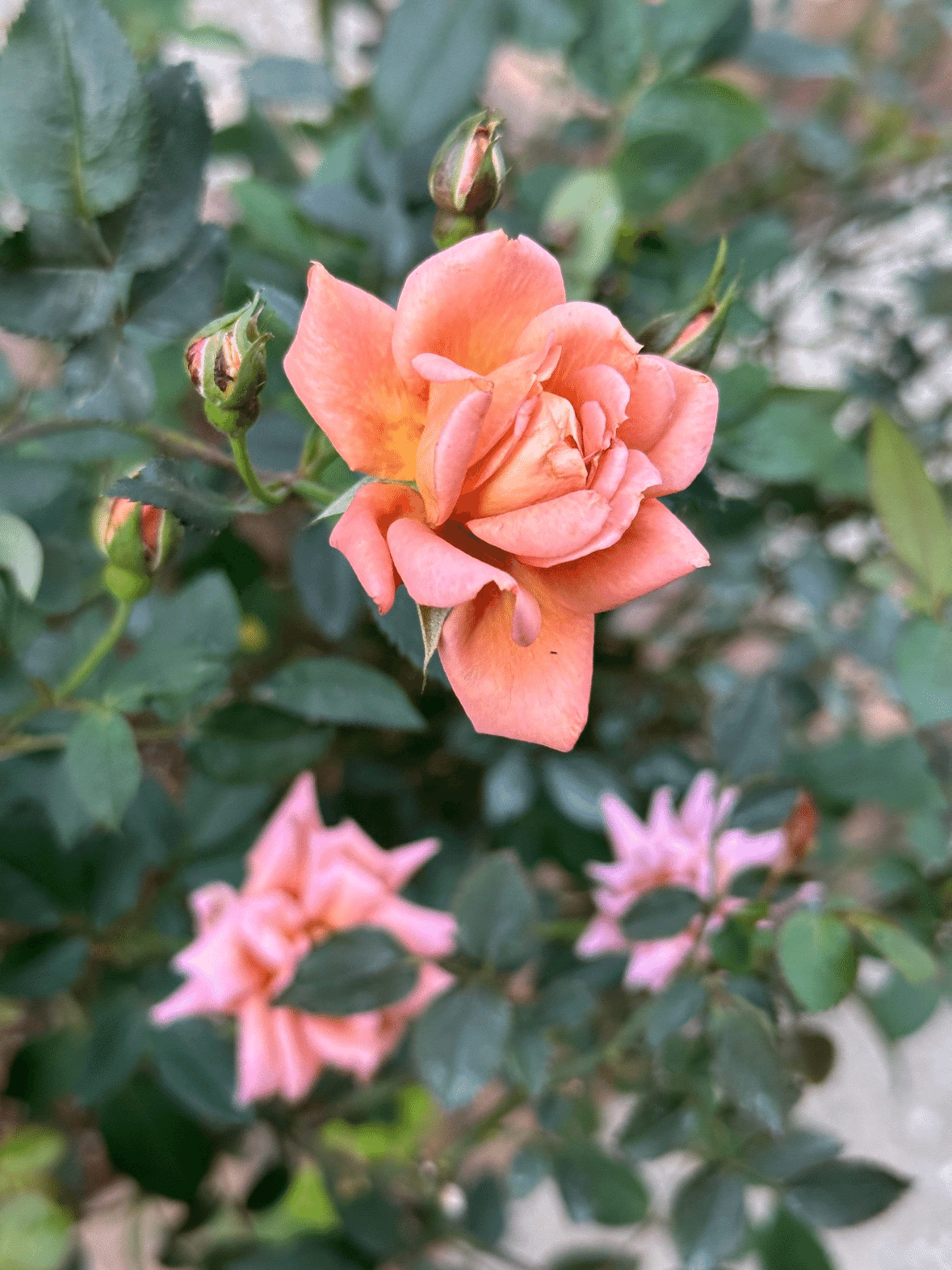 冬薔薇（ふゆそうび）｜鈴木咲子/ Sakiko Suzuki