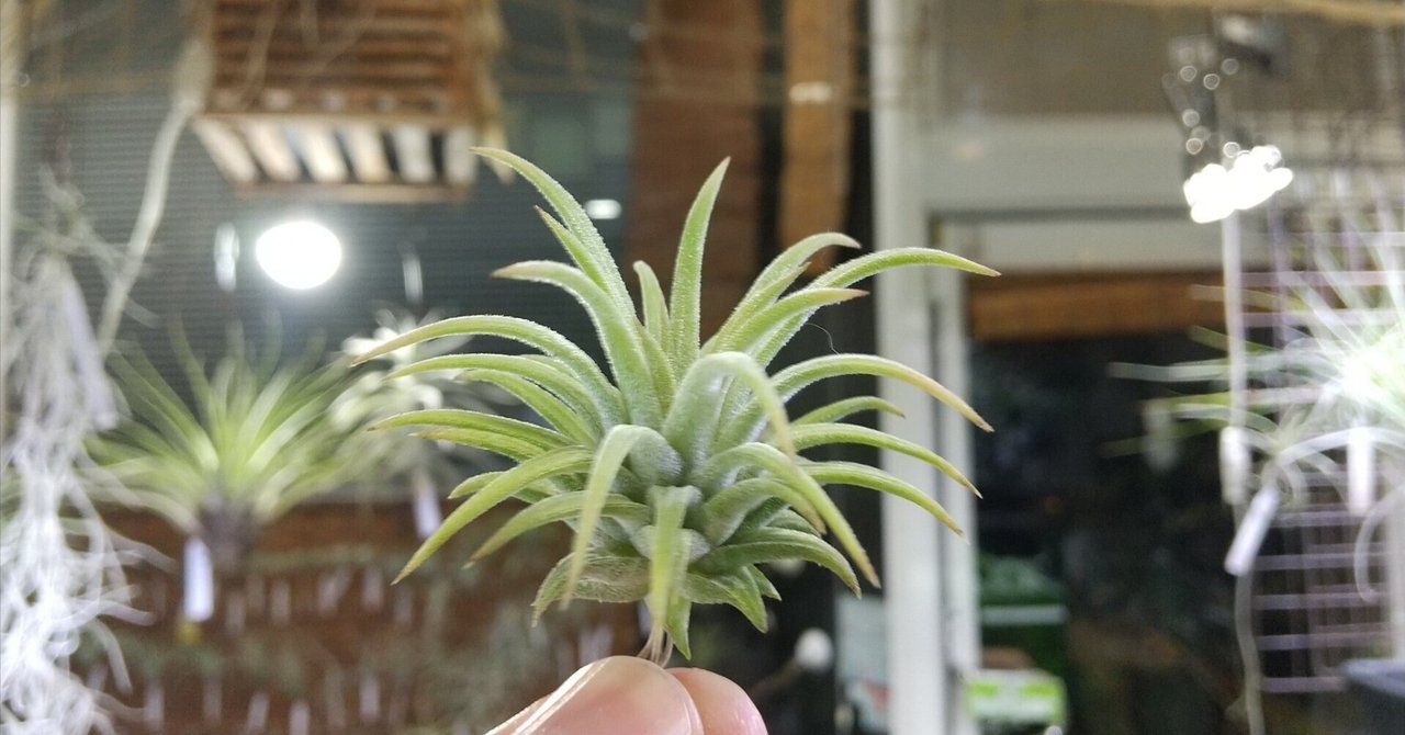 Tillandsia sprengeliana 臨海型ラージクローン 【公式通販】