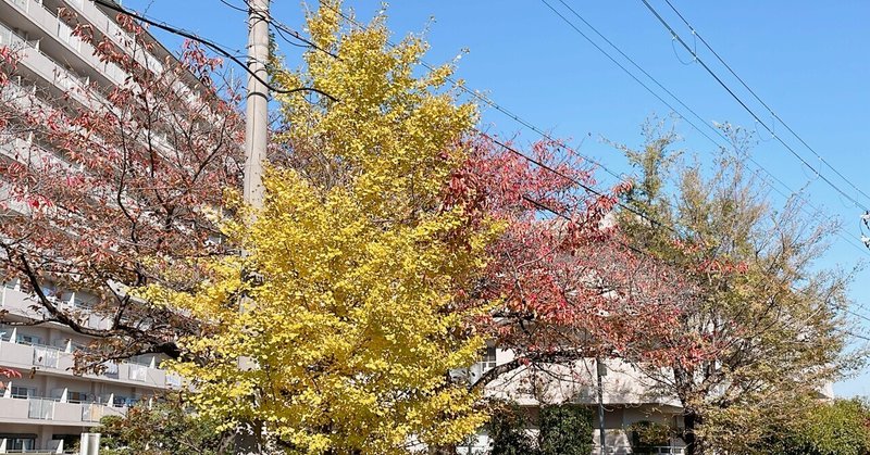 線路沿いの道の木は、黄色と赤に色づいていた