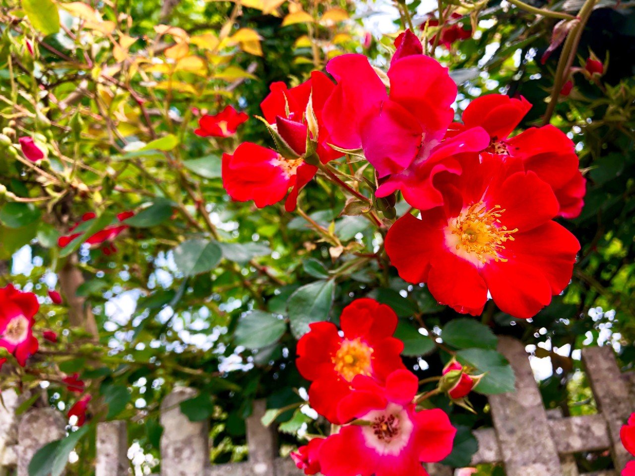 こんな風に目が覚めるような赤い色の服を着たい こういう色でふわっとしたシルエットのスカートどこかにないかなぁ ゆかり Note