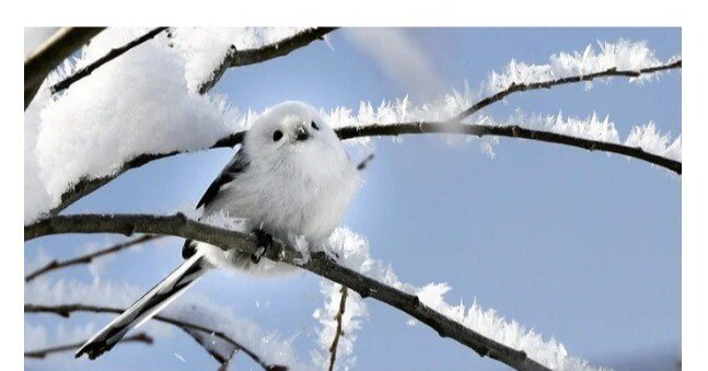 シマエナガ ちゃん｜パラソル