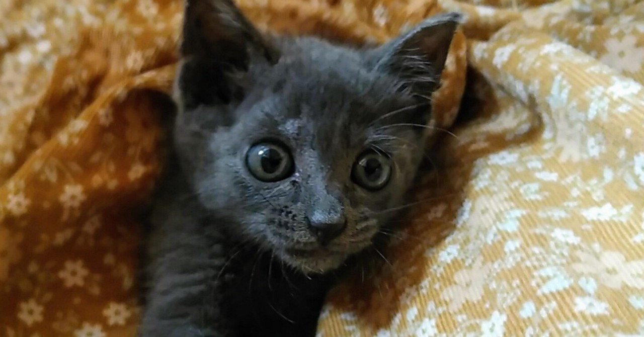 つみれの真菌記録 おまゆ Note つみれの真菌記録 おまゆ Note