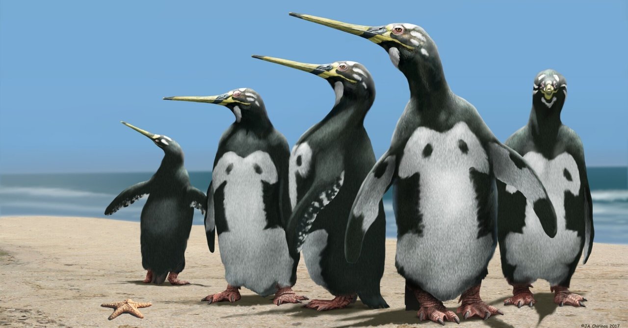 ペンギン　まとめ2点 滑り落ちてバツが悪いキングペンギン29番-King Penguin- - YouTube