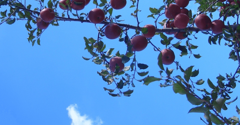 長野県のリンゴの日に長野県のリンゴについて語る。