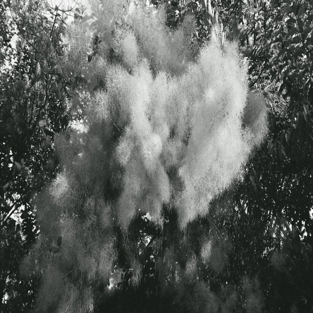 お手軽モノクロフィルム | イルフォードXP2 SUPER｜hmacky