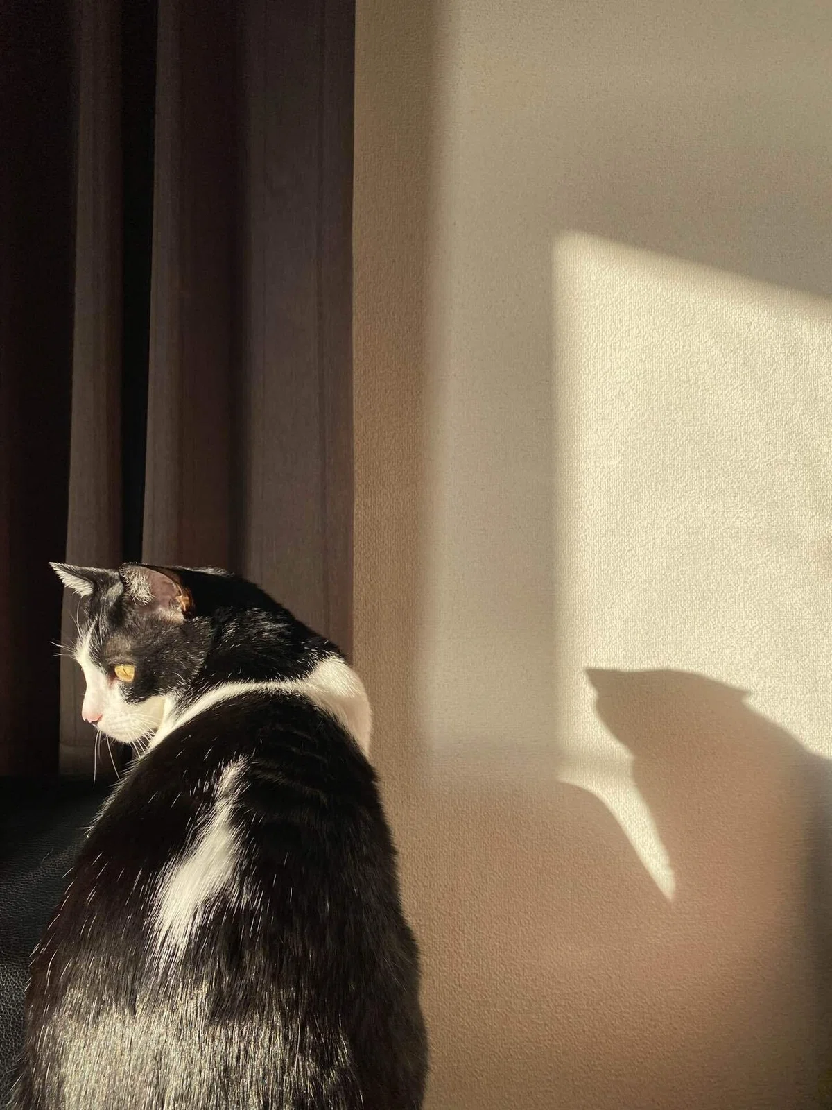 猫は影までかわいい。｜いろ