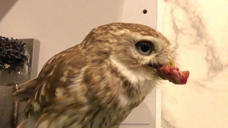フクロウのご飯 閲覧注意です Torineco Shannon Note